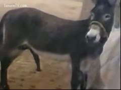 Exclusive zoo fetish episode featuring a mule licking its own swollen rod